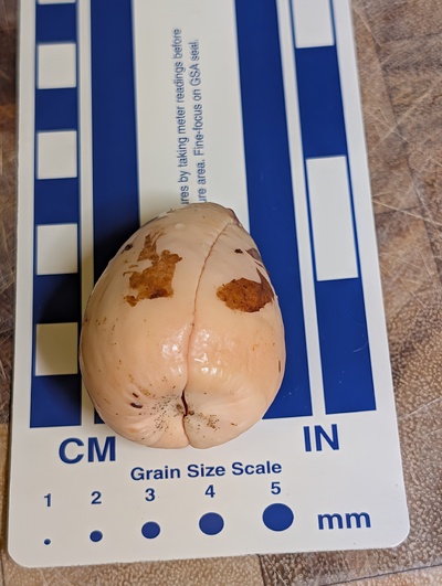 (December 9, 2025) Update -- About to plant in the starter pot.