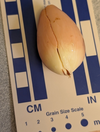 (photo taken December 13, 2025)