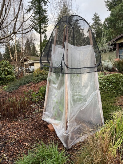 (December 13, 2025) Pic of tree protection for winter 2025 -- Doing well, 5+ft. Providing protection this winter from wind with an open top cold frame. Hoping the cold frame will protect from the worst of any freezes and help with an earlier start in spring.