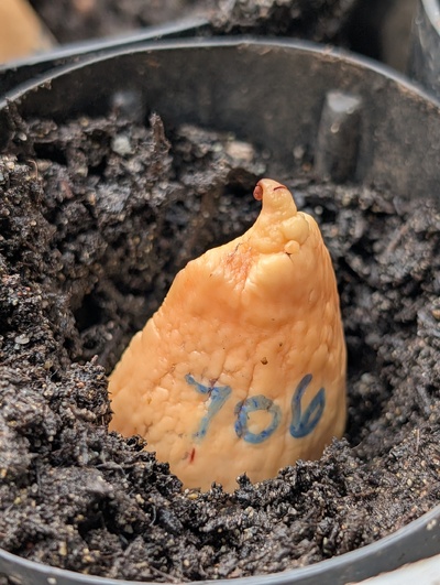 (December 14, 2025) Planted -- In the starter pot.