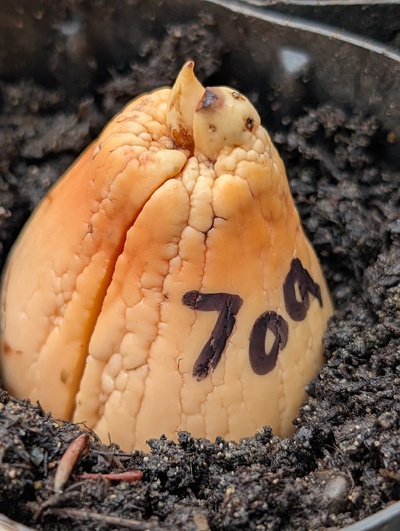 (December 15, 2025) Planted -- In the starter pot