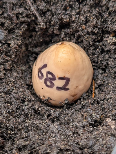 (December 15, 2025) Planted -- In the starter pot