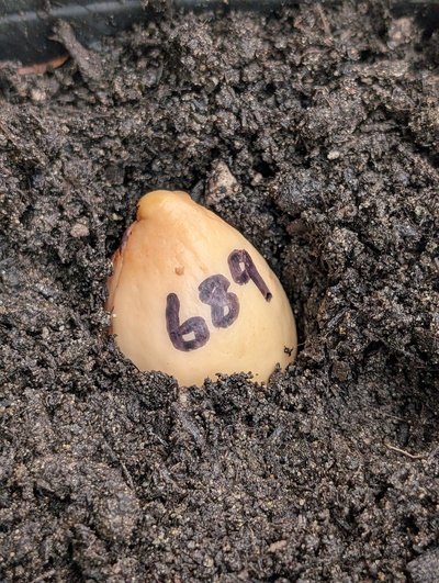 (December 15, 2025) Planted -- In the starter pot