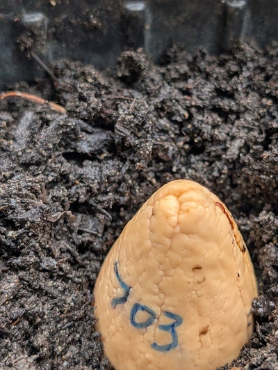 (December 15, 2025) Planted -- In the starter pot