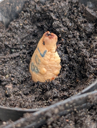 (December 15, 2025) Planted -- In the starter pot