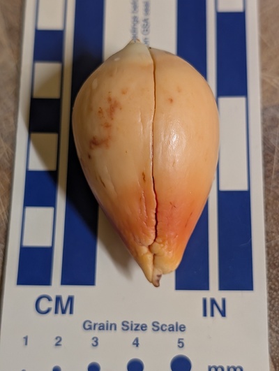 (photo taken December 16, 2025)