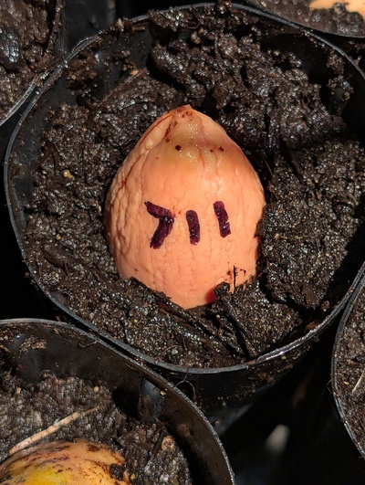 (photo taken December 17, 2025)