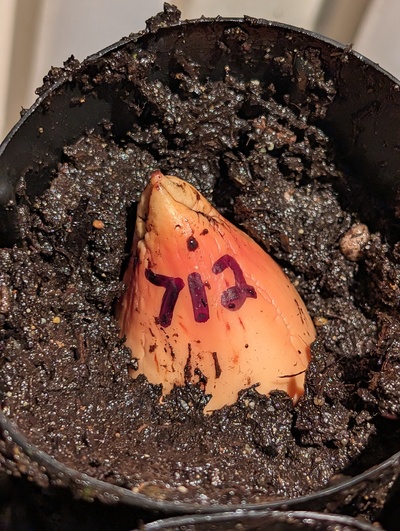 (photo taken December 17, 2025)