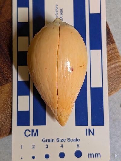 (photo taken December 17, 2025)