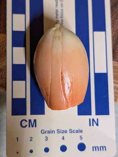 (photo taken December 17, 2025)