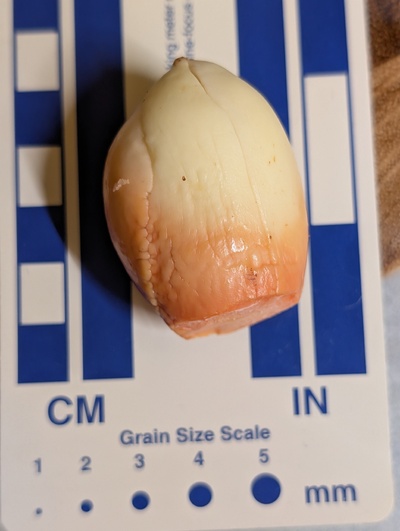 (photo taken December 17, 2025)