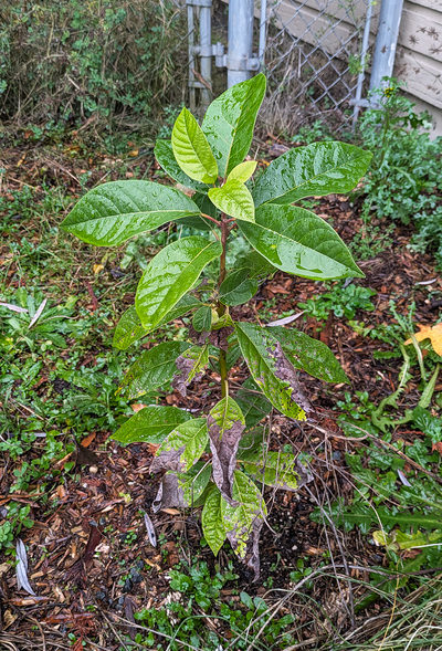 (December 21, 2025) Post-Flood Early Winter -- severe leaf damage lower, but newer leaves are very healthy.