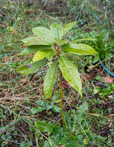 (December 21, 2025) Post-Flood Early Winter -- some leaf cold damage.