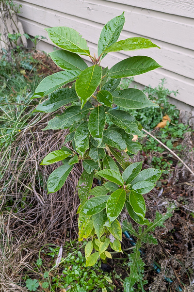 (December 21, 2025) Post-Flood Early Winter -- Leaves are nearly free of cold damage
