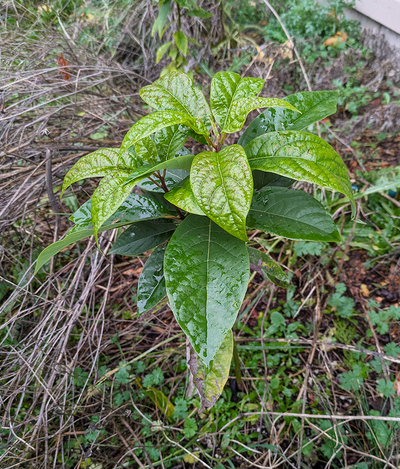 (December 21, 2025) Post-Flood Early Winter -- Minimal leaf cold damage