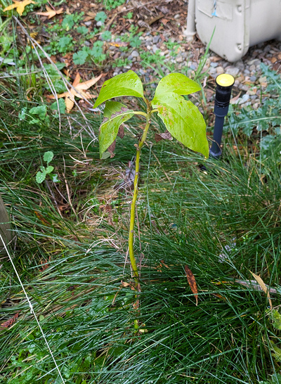(December 21, 2025) Post-Flood Early Winter -- A lot of leaf loss. Leaves in poor condition. Not much yearly growth.