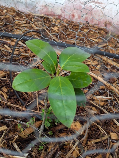 (December 28, 2025) Pre-freeze progress photo (2025-12-15) -- Put out some nice new leaves over the autumn, but stayed small.