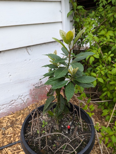 (December 28, 2025) Pre-autumn progress photo (2025-09-02) -- This one sure came back from its frost damage (and then some)!