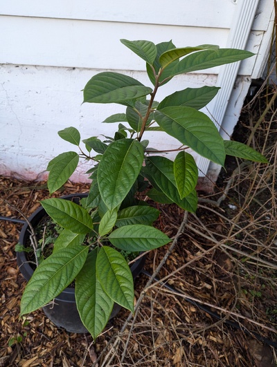 (December 28, 2025) Pre-freeze progress photo (2025-12-15) -- Kept growing heartily.