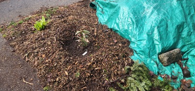 (January 21, 2026) 2025 Spring Planting -- I did not realize you can only include one picture with my last update, so I will continue here.

I have to correct the date from my last post. This tree as well as the other I received were planted March 15th, 2025.