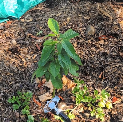 (January 21, 2026) Looking nice #349 -- September 3rd, 2025
End of summer, the crusty leaves have fallen off, the tree is looking much more full and vibrant instead of dark colored like before.