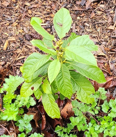 (January 21, 2026) #349 After some freezing -- January 2nd, 2026
This is how #349 looks after a couple of very light freezes. It has been an exceptionally warm winter so far and there is no visible damage from frost/freezing that I can see.