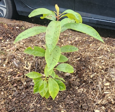(January 21, 2026) #401 spring 2025 -- March 15th, 2025
Planting day #401. This seedling is in the hell strip. I have given it a hard task it seems.