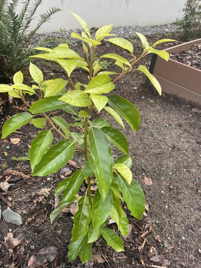 (January 22, 2026) Photo update, possible flowers -- Doing great! I see what looks like flower buds forming