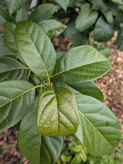 (January 26, 2026) Update -- Minor cosmetic damage after recent hard freezes.