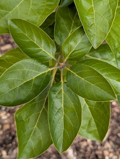 (January 26, 2026) Update -- Not even a hint of damage.