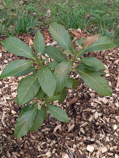 (January 26, 2026) Update -- Some damage but not fully killed back yet.