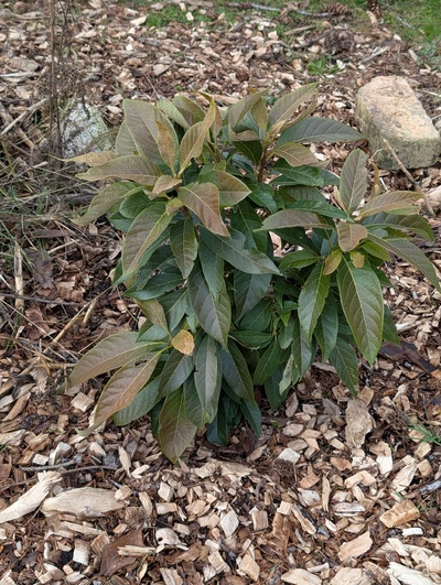 (photo taken January 26, 2026)