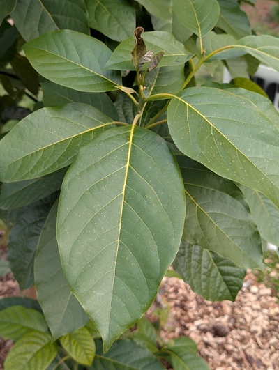 (January 26, 2026) Update -- Least-hardened leaves are crispy but the more hardened leaves show essentially zero damage.