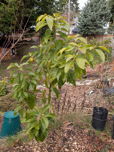 (January 26, 2026) Update -- Only Del Rio branches remain, but they look ok.