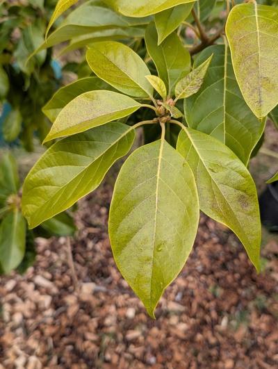 (January 26, 2026) Update -- Minor cosmetic damage to leaves, unclear if flower buds were damaged by freezes.