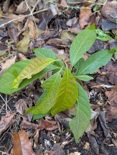 (January 26, 2026) Update -- Slightly damaged.