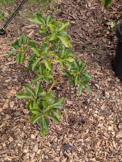 (photo taken January 26, 2026)