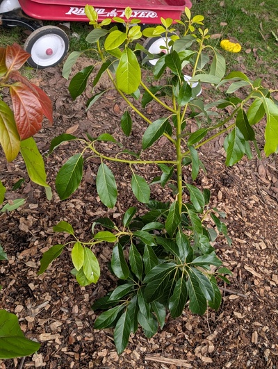 (photo taken January 26, 2026)