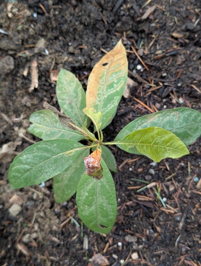 (January 26, 2026) Update -- Moderate to serious damage, though the neighboring tree was leaning on it and protected some of the leaves.