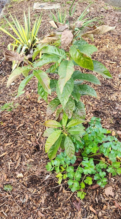 (February 7, 2026) #401 after more freezes -- January 31st, 2026
#401 Looking a bit sad and crispy now. Overall warm winter continues. 