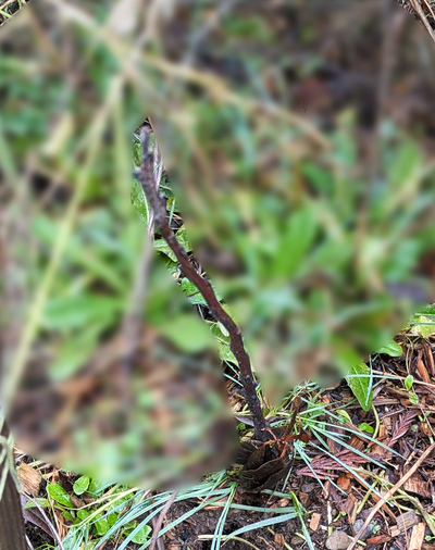 (February 9, 2026) Spring Thaw update -- I think it's dead, Jim.