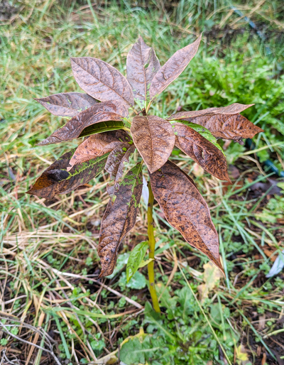 (February 9, 2026) Spring Thaw update -- A lot of dead foliage, but the main trunk is green.