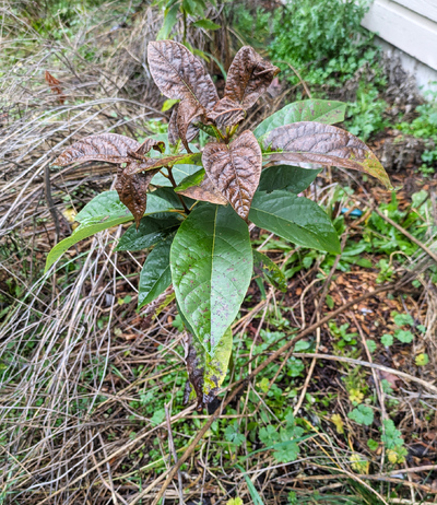 (February 9, 2026) Spring Thaw update -- Top foliage very dead, middle layer intact? Confusing pattern, overall survival good.