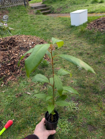 (February 14, 2026) Tree assigned -- ...and distributed.