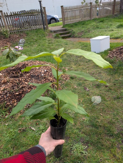 (February 15, 2026) Tree assigned -- ...and distributed.