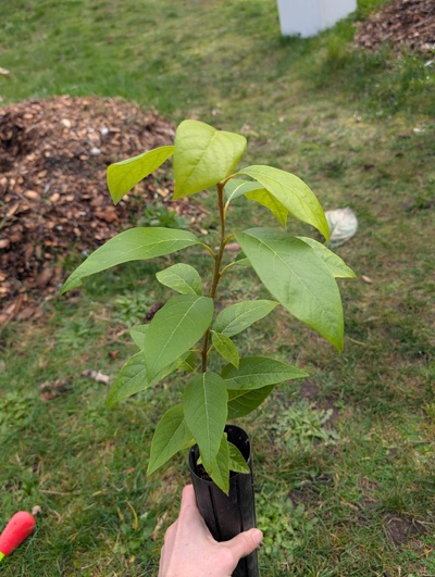 (February 15, 2026) Tree assigned -- ...and distributed.