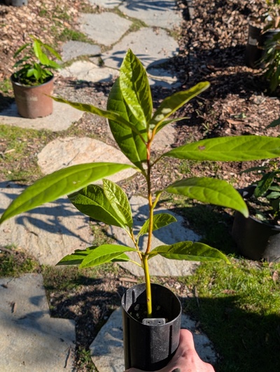 (February 16, 2026) Tree assigned -- ...and distributed.