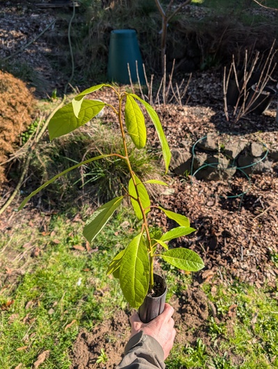 (February 16, 2026) Tree assigned -- ...and distributed.