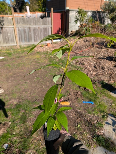 (February 16, 2026) Tree assigned -- ...and distributed.