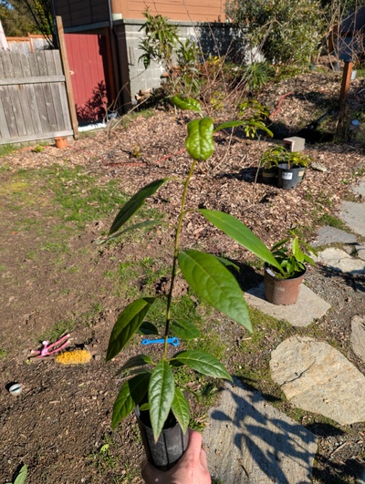 (February 16, 2026) Tree assigned -- ...and distributed.